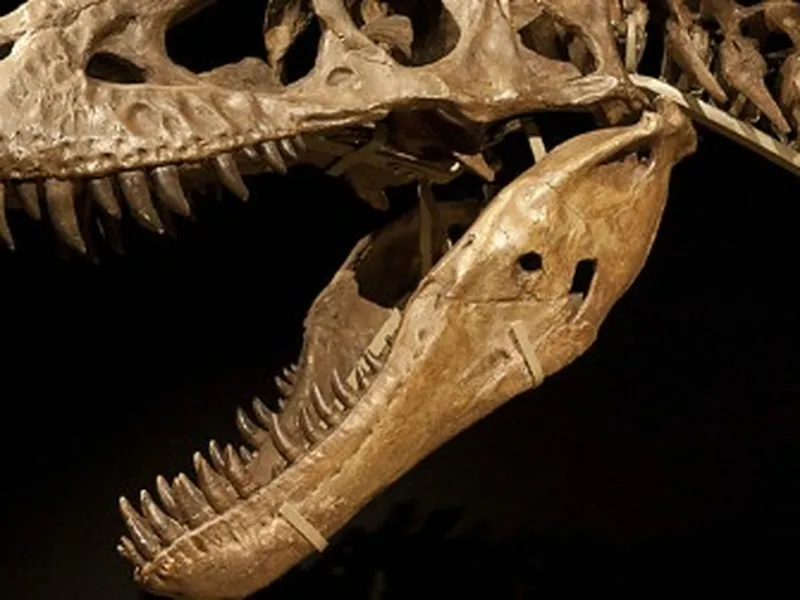 "Tarbosaurus