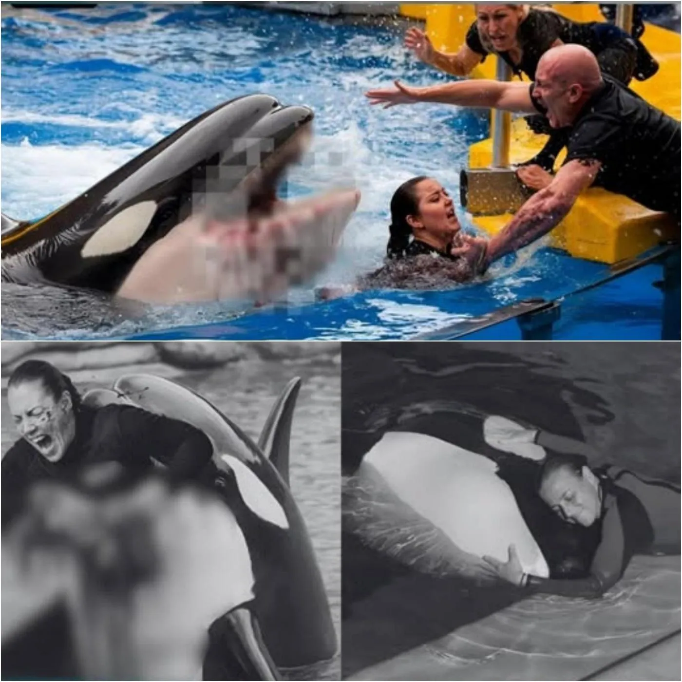 Cover Image for Qu’est-ce qui a poussé la baleine à agir ainsi ? Des témoins oculaires révèlent des détails terrifiants des moments qui ont précédé l’immersion de Jessica Radcliffe. En savoir plus :