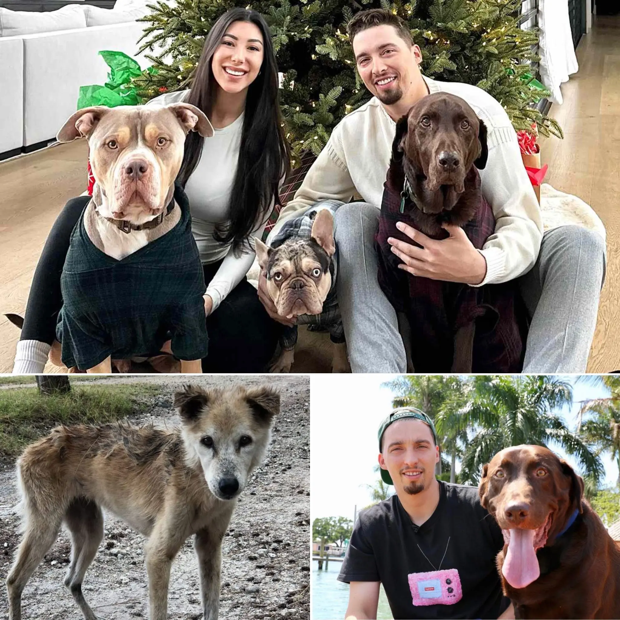 Cover Image for BREAKING: Blake Snell and his wife donate $400,000 to rescue abandoned dogs